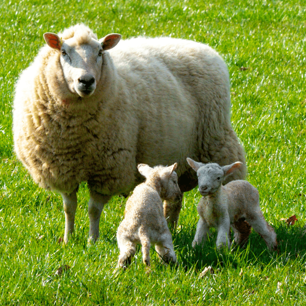 ewe with lambs by Nick Fewing