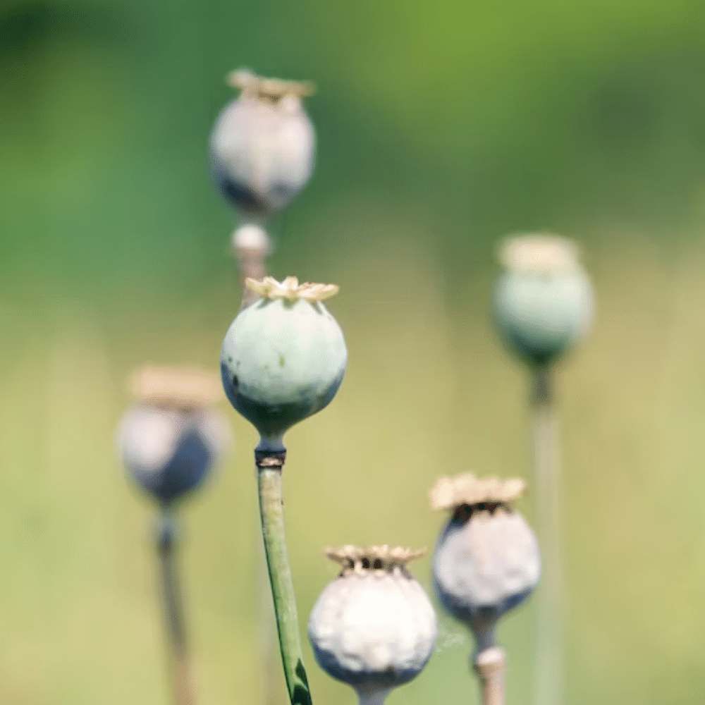 poppybolls-photobyAlexBelogub