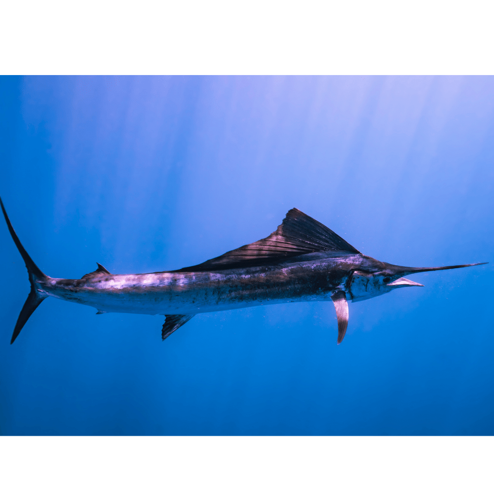 Notice the slender, sleek body of this swordfish photographed by Michael Worton