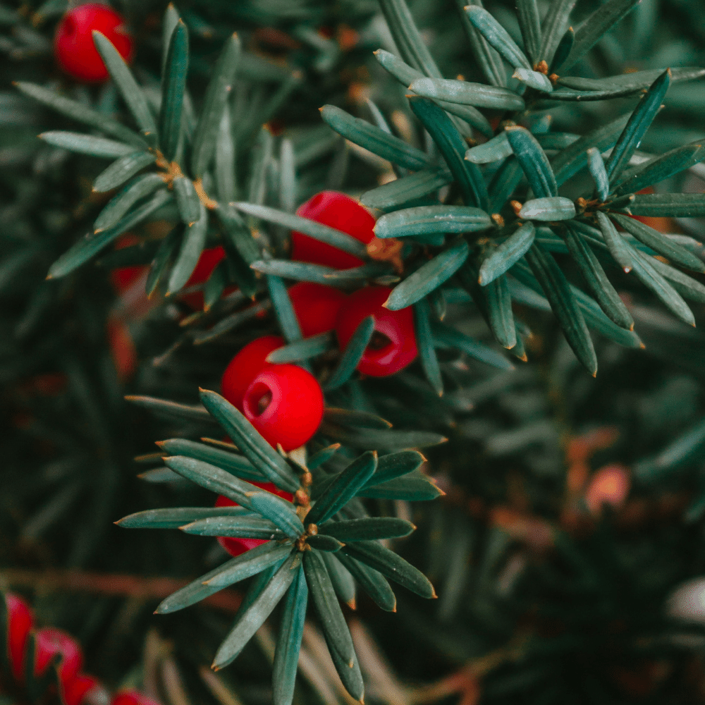 Yew needles and berries - photo by Domara Dombrovska